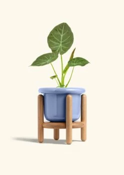 Alocasia 'Regal Shields', Medium -Home Living Store ALOCASIA REGALSHIELD 6 FATLIP BLUE STAND 6 bckgrnd cream