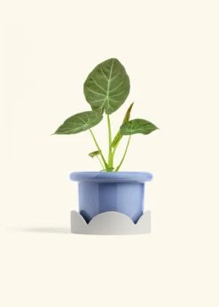 Alocasia 'Regal Shields', Medium -Home Living Store ALOCASIA REGALSHIELD 6 FATLIP BLUE TRAY BEIGE 6 bckgrnd cream