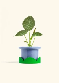 Alocasia 'Regal Shields', Medium -Home Living Store ALOCASIA REGALSHIELD 6 FATLIP BLUE TRAY GREEN 6 bckgrnd cream