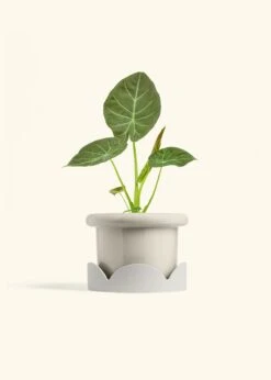 Alocasia 'Regal Shields', Medium -Home Living Store ALOCASIA REGALSHIELD 6 FATLIP OAT TRAY BEIGE 6 bckgrnd cream