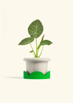 Alocasia 'Regal Shields', Medium -Home Living Store ALOCASIA REGALSHIELD 6 FATLIP OAT TRAY GREEN 6 bckgrnd cream