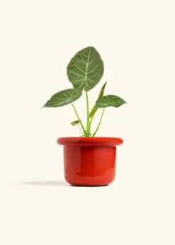 Alocasia 'Regal Shields', Medium -Home Living Store ALOCASIA REGALSHIELD 6 FATLIP RED 6 bckgrnd cream