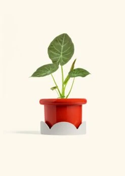 Alocasia 'Regal Shields', Medium -Home Living Store ALOCASIA REGALSHIELD 6 FATLIP RED TRAY BEIGE 6 bckgrnd cream