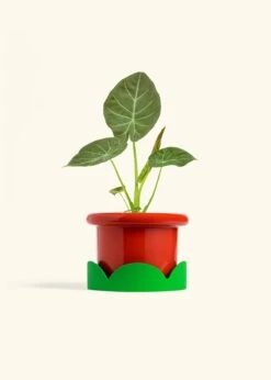 Alocasia 'Regal Shields', Medium -Home Living Store ALOCASIA REGALSHIELD 6 FATLIP RED TRAY GREEN 6 bckgrnd cream