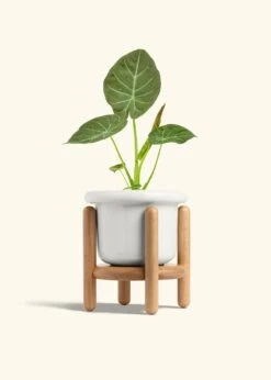 Alocasia 'Regal Shields', Medium -Home Living Store ALOCASIA REGALSHIELD 6 FATLIP WHITE STAND 6 bckgrnd cream