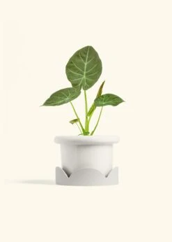 Alocasia 'Regal Shields', Medium -Home Living Store ALOCASIA REGALSHIELD 6 FATLIP WHITE TRAY BEIGE 6 bckgrnd cream