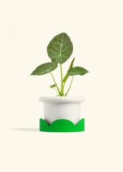 Alocasia 'Regal Shields', Medium -Home Living Store ALOCASIA REGALSHIELD 6 FATLIP WHITE TRAY GREEN 6 bckgrnd cream