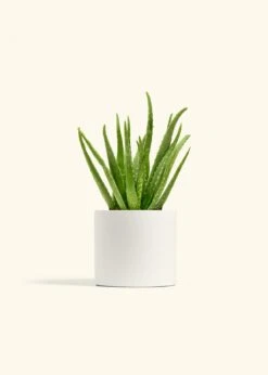 Aloe Vera, Medium -Home Living Store ALOE VERA 6 CLASSIC WHITE 6 bckgrnd cream 21042db9 26e0 4196 9632 a5444401d8d3