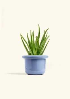 Aloe Vera, Medium -Home Living Store ALOE VERA 6 FATLIP BLUE 6 bckgrnd cream d0b110ed 460a 4b58 a397 d800cf46b25e