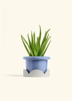 Aloe Vera, Medium -Home Living Store ALOE VERA 6 FATLIP BLUE TRAY BEIGE 6 bckgrnd cream 6f24a578 b0fb 4c84 83a3 0caaa6e93fa1