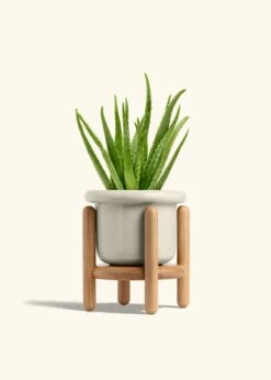 Aloe Vera, Medium -Home Living Store ALOE VERA 6 FATLIP OAT STAND 6 bckgrnd cream e98aa61c 593e 4017 807a ff1e5fc54c25