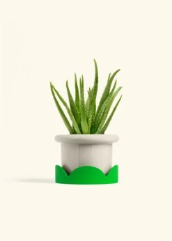 Aloe Vera, Medium -Home Living Store ALOE VERA 6 FATLIP OAT TRAY GREEN 6 bckgrnd cream 0e143bd5 17c7 4b12 9890 096e7814f655