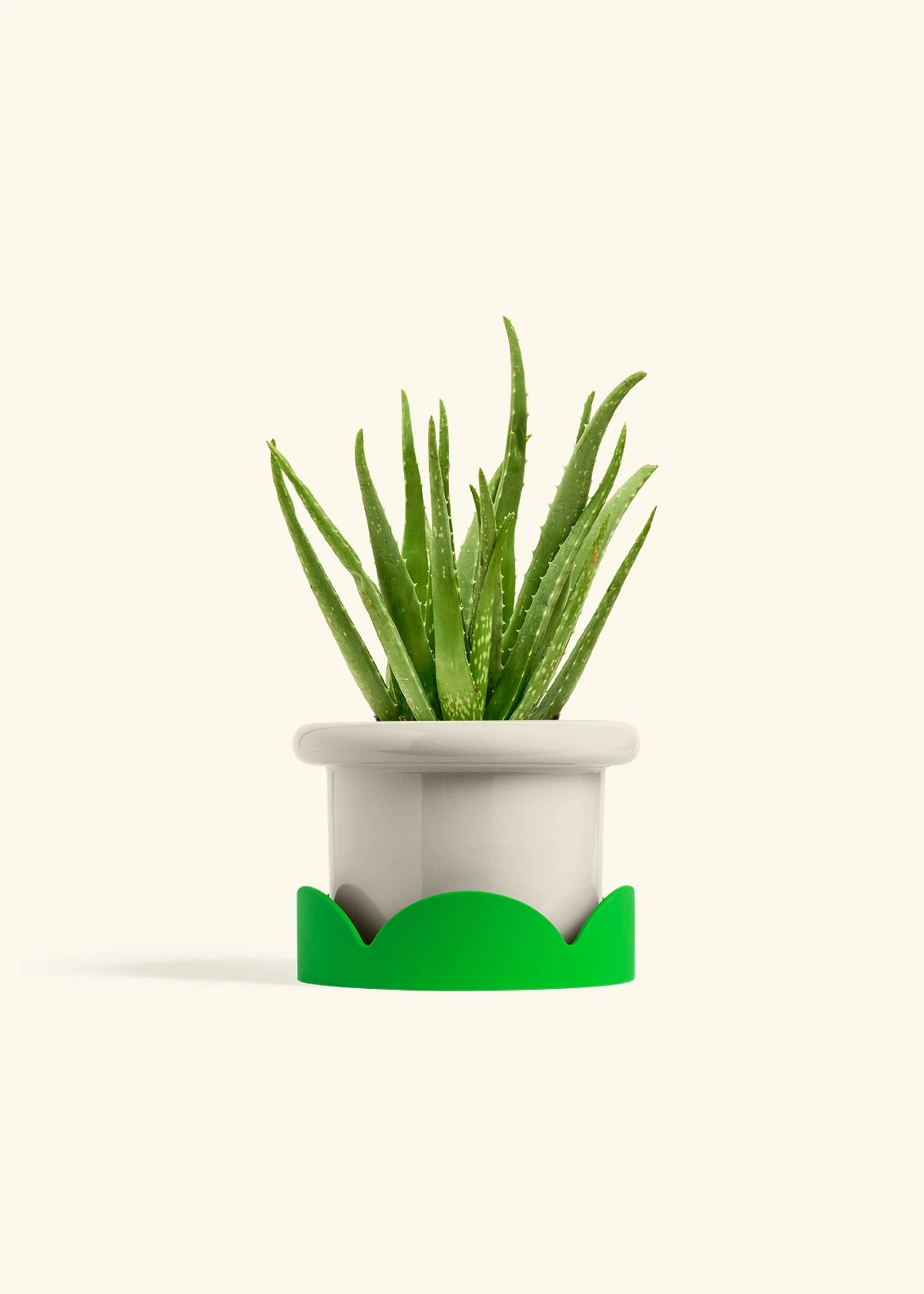 Aloe Vera, Medium - Image 17