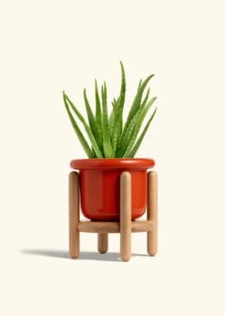 Aloe Vera, Medium -Home Living Store ALOE VERA 6 FATLIP RED STAND 6 bckgrnd cream 6f78c304 afa0 4c30 857a b2bdff162da7