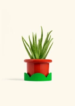 Aloe Vera, Medium -Home Living Store ALOE VERA 6 FATLIP RED TRAY GREEN 6 bckgrnd cream 5d225f4b 15b5 49ab a85c d5c3800450d9