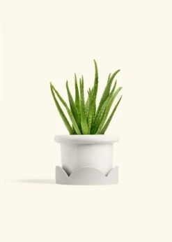 Aloe Vera, Medium -Home Living Store ALOE VERA 6 FATLIP WHITE TRAY BEIGE 6 bckgrnd cream 399c2752 47ea 44a2 b993 7805fe800bc0