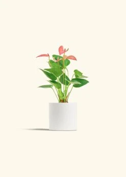 Anthurium 'Pink Flamingo', Small -Home Living Store ANTHURIUM PINK 4 CLASSIC WHITE 4 bckgrnd cream