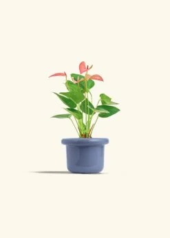 Anthurium 'Pink Flamingo', Small -Home Living Store ANTHURIUM PINK 4 FATLIP BLUE 4 bckgrnd cream