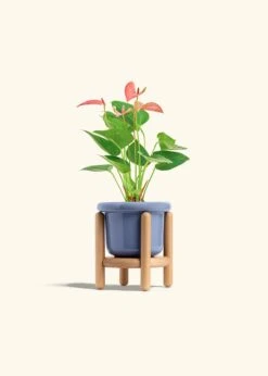 Anthurium 'Pink Flamingo', Small -Home Living Store ANTHURIUM PINK 4 FATLIP BLUE STAND 4 bckgrnd cream