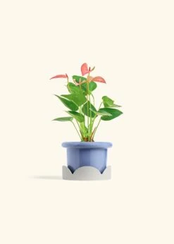 Anthurium 'Pink Flamingo', Small -Home Living Store ANTHURIUM PINK 4 FATLIP BLUE TRAY BEIGE 4 bckgrnd cream