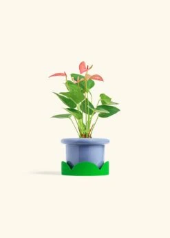 Anthurium 'Pink Flamingo', Small -Home Living Store ANTHURIUM PINK 4 FATLIP BLUE TRAY GREEN 4 bckgrnd cream