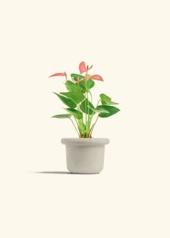 Anthurium 'Pink Flamingo', Small -Home Living Store ANTHURIUM PINK 4 FATLIP OAT 4 bckgrnd cream