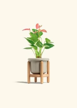 Anthurium 'Pink Flamingo', Small -Home Living Store ANTHURIUM PINK 4 FATLIP OAT STAND 4 bckgrnd cream