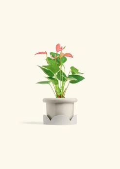 Anthurium 'Pink Flamingo', Small -Home Living Store ANTHURIUM PINK 4 FATLIP OAT TRAY BEIGE 4 bckgrnd cream