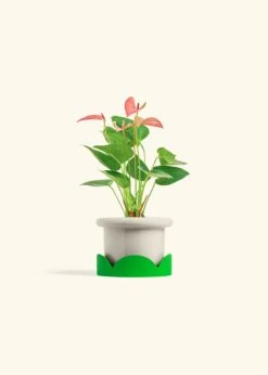 Anthurium 'Pink Flamingo', Small -Home Living Store ANTHURIUM PINK 4 FATLIP OAT TRAY GREEN 4 bckgrnd cream