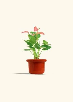 Anthurium 'Pink Flamingo', Small -Home Living Store ANTHURIUM PINK 4 FATLIP RED 4 bckgrnd cream
