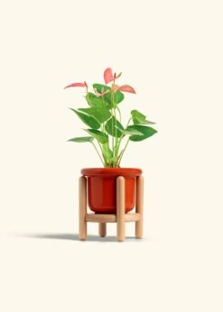 Anthurium 'Pink Flamingo', Small -Home Living Store ANTHURIUM PINK 4 FATLIP RED STAND 4 bckgrnd cream