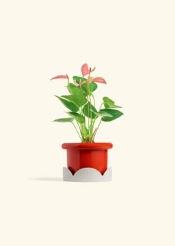 Anthurium 'Pink Flamingo', Small -Home Living Store ANTHURIUM PINK 4 FATLIP RED TRAY BEIGE 4 bckgrnd cream
