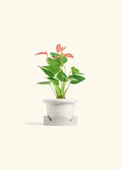 Anthurium 'Pink Flamingo', Small -Home Living Store ANTHURIUM PINK 4 FATLIP WHITE TRAY BEIGE 4 bckgrnd cream