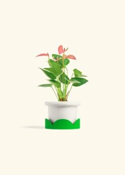 Anthurium 'Pink Flamingo', Small -Home Living Store ANTHURIUM PINK 4 FATLIP WHITE TRAY GREEN 4 bckgrnd cream