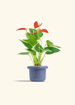Anthurium 'Red Flamingo', Small -Home Living Store ANTHURIUM RED 4 FATLIP BLUE 4 bckgrnd cream