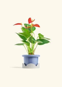 Anthurium 'Red Flamingo', Small -Home Living Store ANTHURIUM RED 4 FATLIP BLUE TRAY BEIGE 4 bckgrnd cream