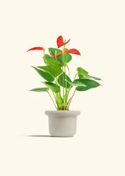 Anthurium 'Red Flamingo', Small -Home Living Store ANTHURIUM RED 4 FATLIP OAT 4 bckgrnd cream
