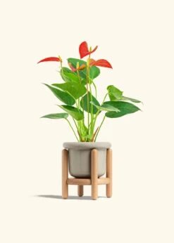 Anthurium 'Red Flamingo', Small -Home Living Store ANTHURIUM RED 4 FATLIP OAT STAND 4 bckgrnd cream