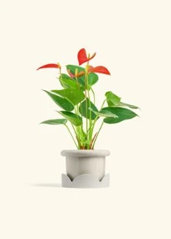 Anthurium 'Red Flamingo', Small -Home Living Store ANTHURIUM RED 4 FATLIP OAT TRAY BEIGE 4 bckgrnd cream
