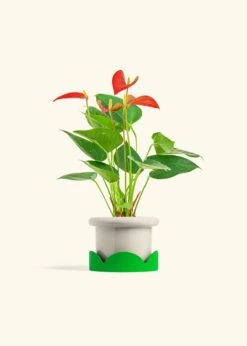 Anthurium 'Red Flamingo', Small -Home Living Store ANTHURIUM RED 4 FATLIP OAT TRAY GREEN 4 bckgrnd cream