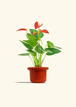 Anthurium 'Red Flamingo', Small -Home Living Store ANTHURIUM RED 4 FATLIP RED 4 bckgrnd cream