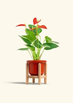 Anthurium 'Red Flamingo', Small -Home Living Store ANTHURIUM RED 4 FATLIP RED STAND 4 bckgrnd cream