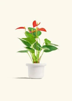 Anthurium 'Red Flamingo', Small -Home Living Store ANTHURIUM RED 4 FATLIP WHITE 4 bckgrnd cream