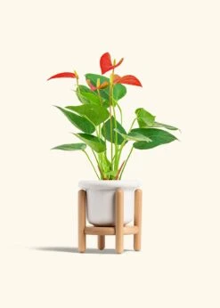 Anthurium 'Red Flamingo', Small -Home Living Store ANTHURIUM RED 4 FATLIP WHITE STAND 4 bckgrnd cream