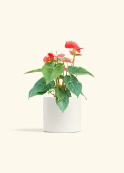 Anthurium 'Red Flamingo', Medium -Home Living Store ANTHURIUM RED 6 CLASSIC WHITE 6 bckgrnd cream