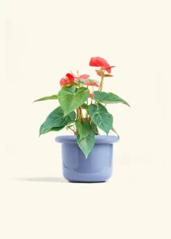 Anthurium 'Red Flamingo', Medium -Home Living Store ANTHURIUM RED 6 FATLIP BLUE 6 bckgrnd cream