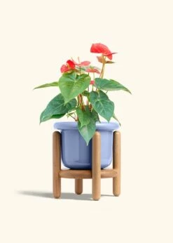 Anthurium 'Red Flamingo', Medium -Home Living Store ANTHURIUM RED 6 FATLIP BLUE STAND 6 bckgrnd cream