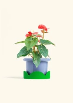 Anthurium 'Red Flamingo', Medium -Home Living Store ANTHURIUM RED 6 FATLIP BLUE TRAY GREEN 6 bckgrnd cream
