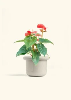 Anthurium 'Red Flamingo', Medium -Home Living Store ANTHURIUM RED 6 FATLIP OAT 6 bckgrnd cream