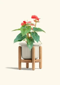 Anthurium 'Red Flamingo', Medium -Home Living Store ANTHURIUM RED 6 FATLIP OAT STAND 6 bckgrnd cream